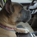 Silverback Themis Aurora Anja