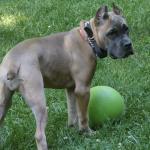 Silverback Themis Arora Anja.4.5 months old Cane Corso puppy.