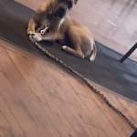 Silverback Themis Aurora Anja 5 months old July 2022