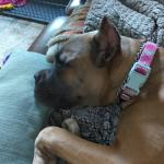 Silverback Themis Aurora Anja 7 months