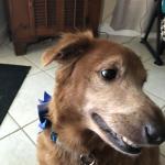 Leo the Late Bloomer