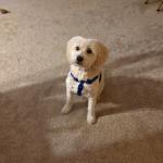 Moe Lilley my Service Dog posing