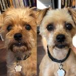 Fall 2020 Before and After his trim