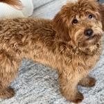 Molly is a gentle loving dog