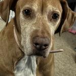 Annie Mae loves people and giving kisses.