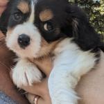 Cassie Love 8weeks