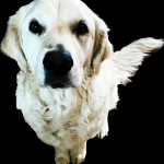 Daisy. Service Dog
