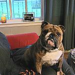 Psychiatric Service Dog- Kirby