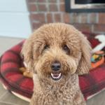 Gromit head shot pic