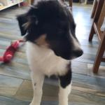 Tael est mon chien de coeur.