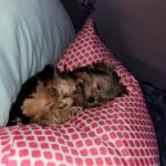 My Pinky taking a break.
