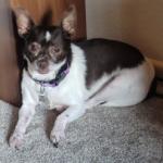 Koko / Chihuahua-Terrier / Service Dog
