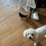 Crisper with Bird