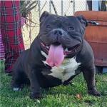 Oreo Our Baby💙💙💙