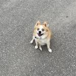 Services Dog Houston