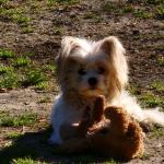 Gizmo cares for moose