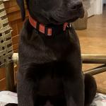 My Support Dog Goose