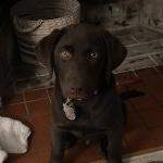 Recent picture of Goose