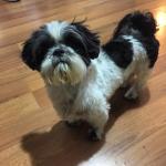 Oreo Lewis shitzu