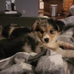 Oakley Mini Australian Shepard