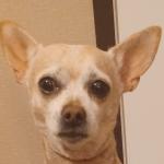 Medical alert animal