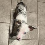 Walter the chiweenie