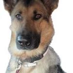 Luna/ service dog for PTSD and Panic Attacks