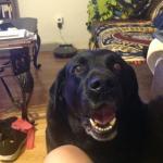 Shadow...The Wonder Dog