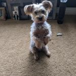 My Coco posing and waiting for a treat.