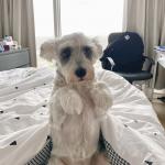 My service dog photo