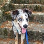 Blu Samuel Service Dog