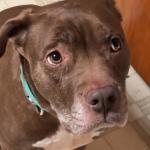 Zoey the Pitbull