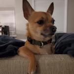 He is the most loving and caring dog ever.. he helps me stay calm, and not so ocd.