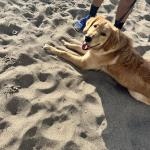 Simba relaxing