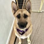 Parkinson's Medical Dog