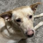 Sheldon a Lab/Husky mix