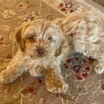 Such a little teddy bear