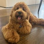 Peter - ID Photo for Service Dog Registry