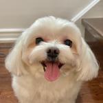 Snowball Profile Picture