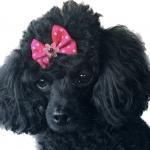 Zoey Hume Service Dog