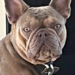 Rocket Psychiatric Service Dog 2/8/23