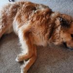 Charlie lying down