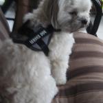 Cardiac Alert Service Dog