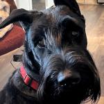 Sascha - Giant Schnauzer