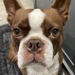 Tommy Lee Boston Terrier