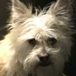 Lil Man Wilson