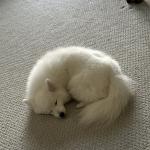 Taking a nap on the carpet