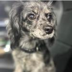 This is a picture of Roxy.