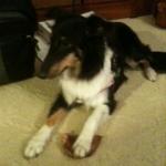 Tessa PTSD Service Dog
