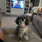 Emotional support dog